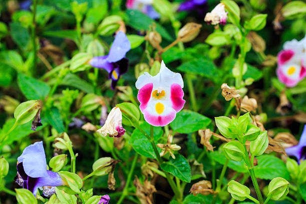 Mixed Impatiens Psittacina Flower Seeds – Heirloom, Non-GMO, High Germination Seeds