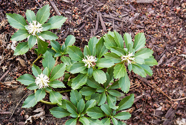 Semillas de Pachysandra Blanca Herencia Sin OGM Alta Germinación Semillas Orgánicas para Sembrar en Jardín