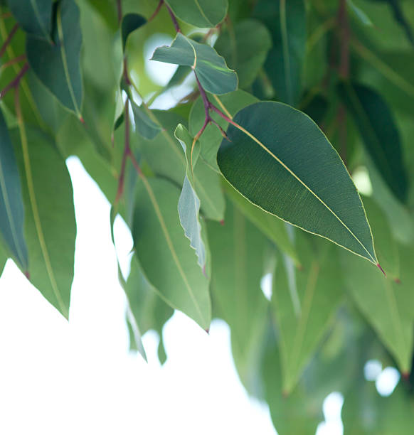 Eucalyptus Globulus Seeds for Planting – Heirloom Non-GMO High Germination Organic Garden Seeds