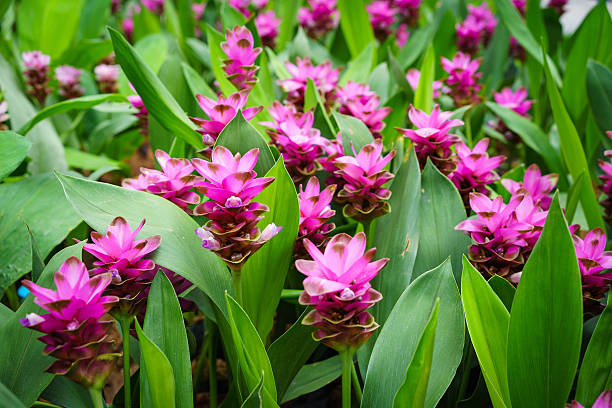 Curcuma Flower Seeds Pink Red – Heirloom Non-GMO Organic Garden Seeds