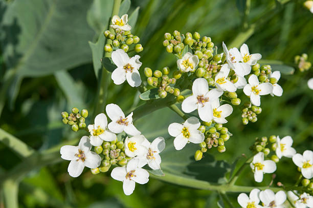 Crambe cordifolia Flower Seeds for Planting – Heirloom Non-GMO High Germination