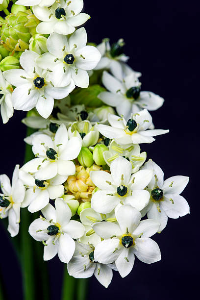 Ornithogalum Thyrsoides Flower Seeds – Heirloom, Non-GMO, High Germination Seeds