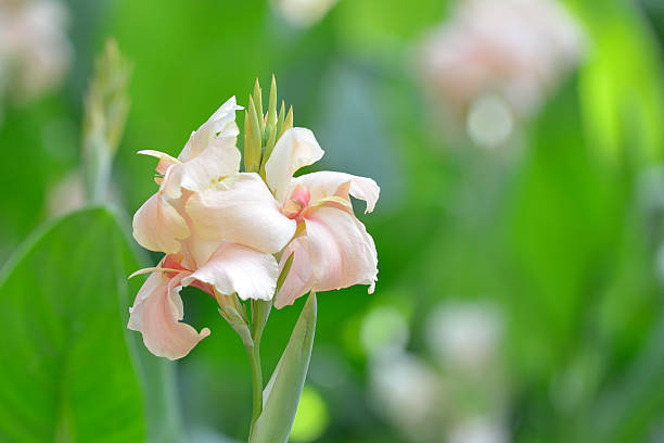 Blassrosa Canna-Samen – Alte Sorte, gentechnikfrei, hohe Keimrate, Bio-Gartensamen zum Pflanzen