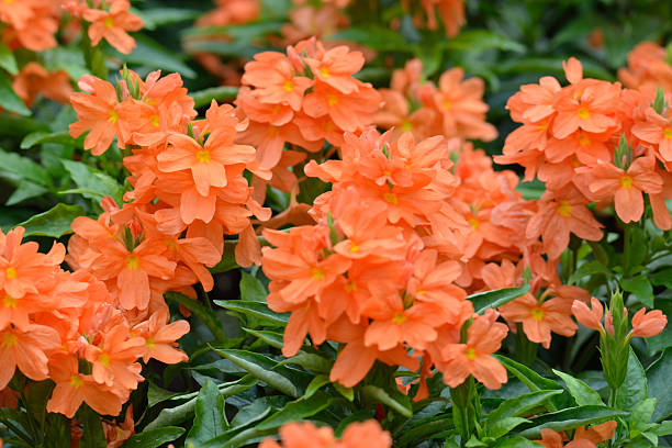 Semillas de flor de Crossandra Infundibuliformis naranja – Herencia, sin OMG, semillas orgánicas de jardín de alta germinación para sembrar