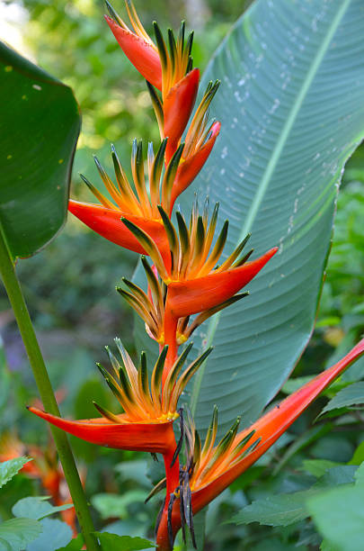 Perennial Bird Paradise Flower Seeds for Planting – Heirloom, Non-GMO, Organic Seeds