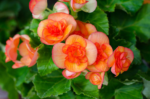 Orange Begonia Flower Seeds for Planting – Heirloom Non-GMO High Germination Organic Seeds