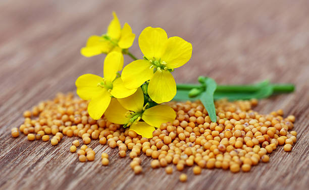 Yellow Mustard Flower Seeds – Heirloom, Non-GMO, High Germination Seeds