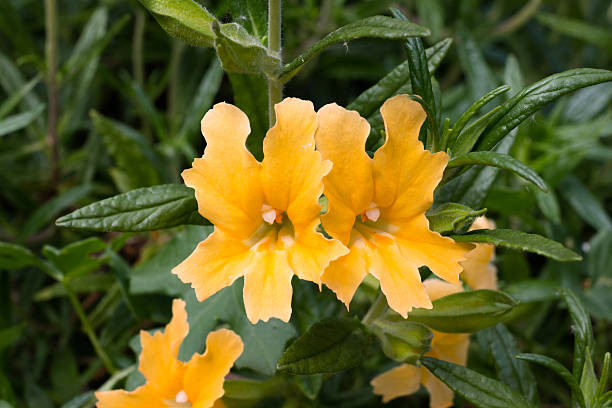 Orange Mimulus Aurantiacus Flower Seeds – Heirloom, Non-GMO, High Germination Seeds