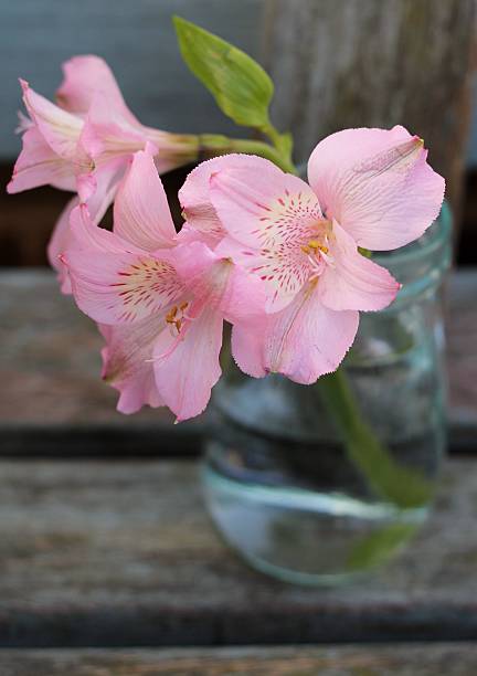 Pale Pink Alstroemeria Flower Seeds – Heirloom, Non-GMO, High Germination Seeds