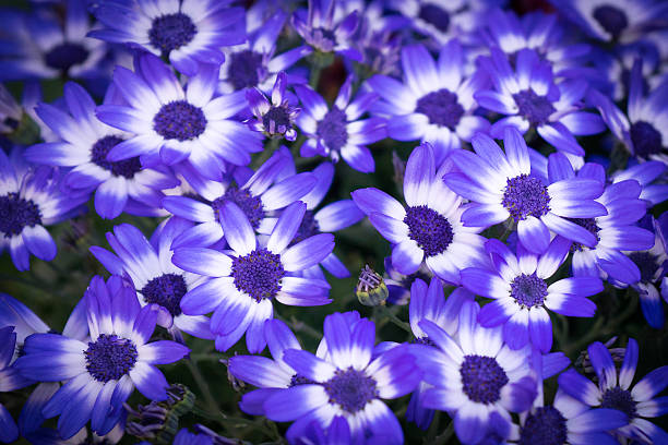 Purple Aster Flower Seeds – Heirloom, Non-GMO, High Germination Seeds