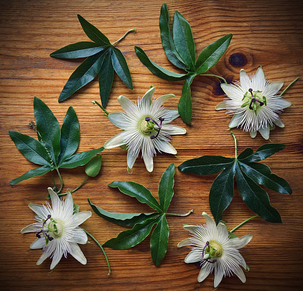 White Passiflora Flower Seeds for Planting – Heirloom, Non-GMO Seeds