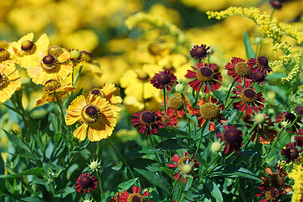 Mixed Helenium Flower Seeds – Heirloom, Non-GMO, High Germination Seeds