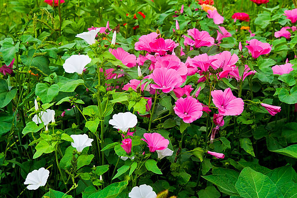 Mixed Lavatera Flower Seeds – Heirloom Non-GMO High Germination Seeds