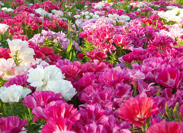 Mixed Godetia Flower Seeds – Heirloom, Non-GMO, High Germination Seeds