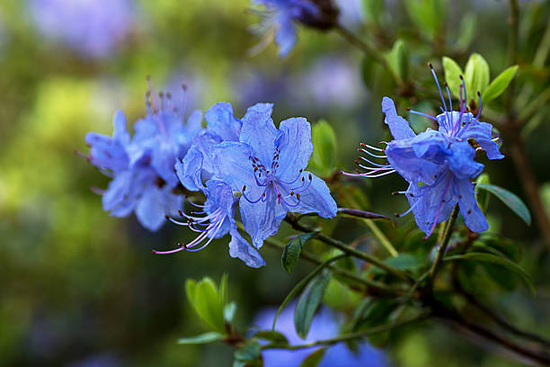 Light Blue Azalea Flower Seeds for Planting – Heirloom Non-GMO High Germination Organic Seeds