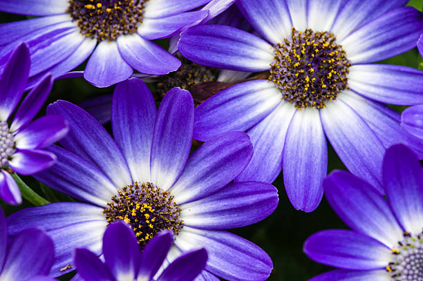 Purple Aster Flower Seeds – Heirloom, Non-GMO, High Germination Seeds