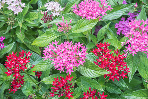 Mixed Pentas Flower Seeds – Heirloom, Non-GMO, High Germination Seeds