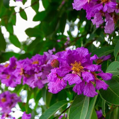 Lavender Lagerstroemia Flower Seeds – Heirloom, Non-GMO, High Germination Seeds