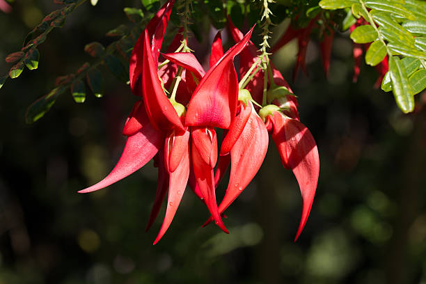 Clianthus Flower Seeds Red for Planting – Heirloom Non-GMO High Germination Seeds