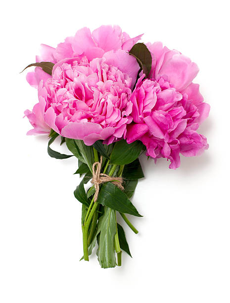 Perennial Pink Peony Flower Seeds – Heirloom, Non-GMO, High Germination Seeds