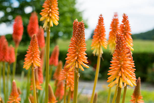 Orange Kniphofia Uvaria Flower Seeds – Heirloom, Non-GMO, High Germination Seeds