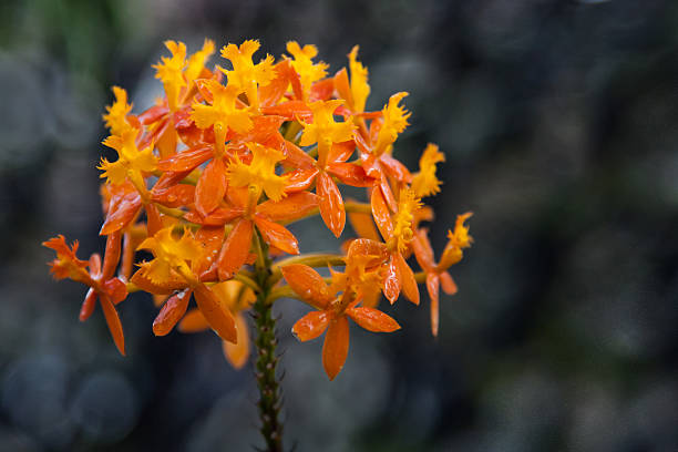 Semillas de flores de epidendro rubrum naranjas – Semillas de jardín orgánicas de alta germinación, reliquia, sin OMG para plantar