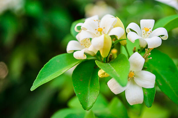 White Murraya Flower Seeds – Heirloom, Non-GMO, High Germination Seeds