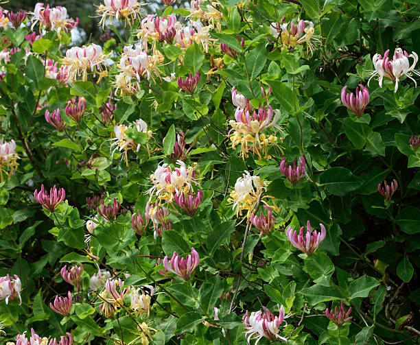 Mixed Lonicera Caprifolium Flower Seeds – Heirloom, Non-GMO, High Germination Seeds