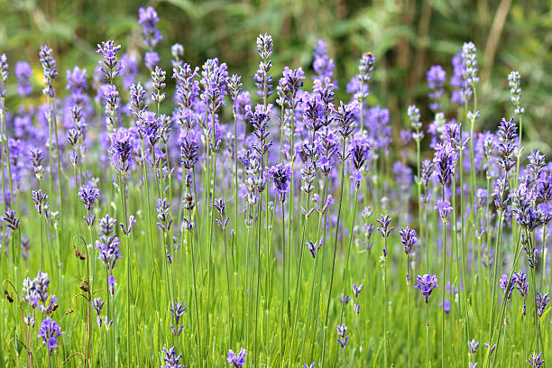 English Lavender Seeds – Heirloom, Non-GMO, Organic Garden Seeds
