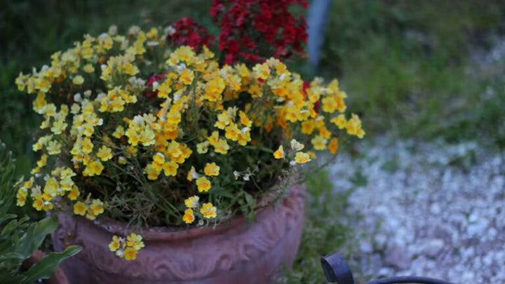 Gelbe Nemesien-Blumensamen – Alte Sorte, gentechnikfrei, hohe Keimfähigkeit, Bio-Gartensamen zum Pflanzen