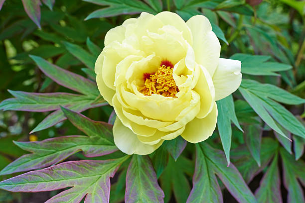 Peony Flower Seeds Yellow – Heirloom, Non-GMO, High Germination Seeds