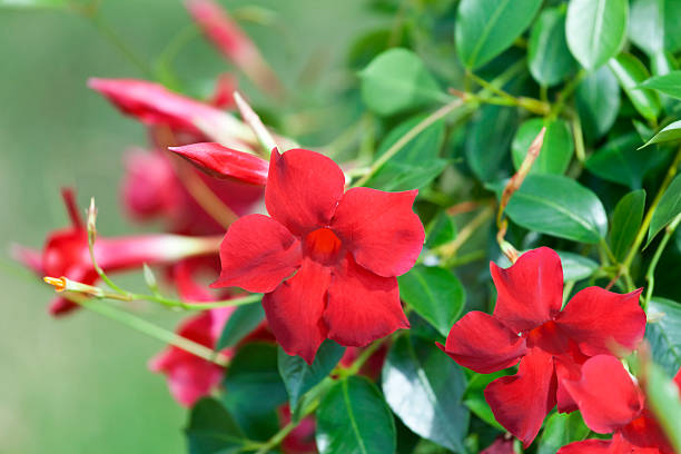 Red Jasmine Flower Seeds – Heirloom, Non-GMO, High Germination Seeds