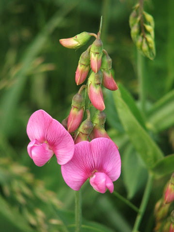 Pink Lathyrus Odoratus Flower Seeds – Heirloom, Non-GMO, High Germination Seeds