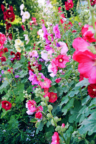 Mixed Hollyhock Flower Seeds – Heirloom, Non-GMO, High Germination Seeds