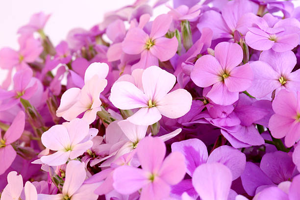 Brunfelsia Flower Seeds Pink – Heirloom, Non-GMO, High Germination Organic Garden Seeds