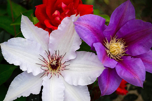 Semillas Mixtas de Flores de Clematis – Cimarrón, No-Transgénico, Semillas de Alta Germinación