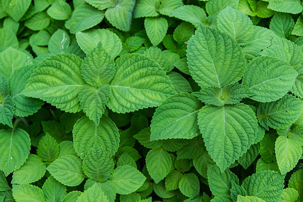 Shiso Herb Seeds for Planting – Heirloom, Non-GMO Organic Garden Seeds