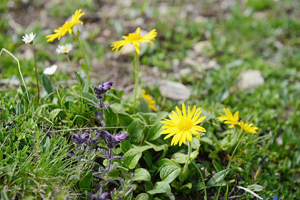 Arnica Montana Herb Plant Seeds – Heirloom, Non-GMO, High Germination Seeds