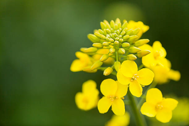 Canola Flower Seeds Yellow – Heirloom, Non-GMO, High Germination Organic Garden Seeds