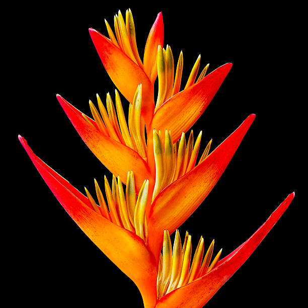 Orange Heliconia Flower Seeds – Heirloom, Non-GMO, High Germination Seeds