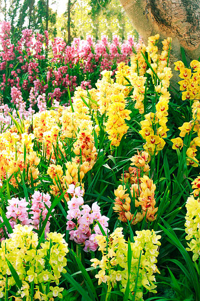 Mixed Climbing Cymbidium Flower Seeds – Heirloom, Non-GMO, High Germination Seeds