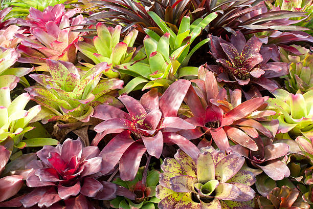 Mixed Bromeliad Flower Seeds – Heirloom, Non-GMO, High Germination Seeds
