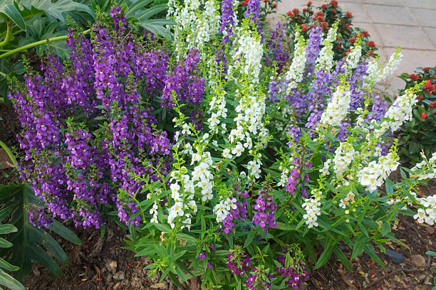 Mixed Angelonia Flower Seeds – Heirloom, Non-GMO, High Germination Seeds