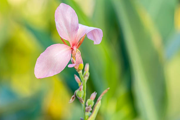 Blassrosa Canna-Samen – Alte Sorte, gentechnikfrei, hohe Keimrate, Bio-Gartensamen zum Pflanzen