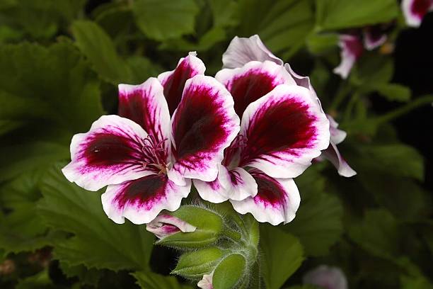 Semillas de geranio color blanco granate – De herencia, sin OGM, semillas de alta germinación