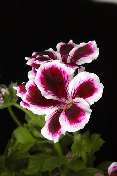 Semillas de geranio color blanco granate – De herencia, sin OGM, semillas de alta germinación