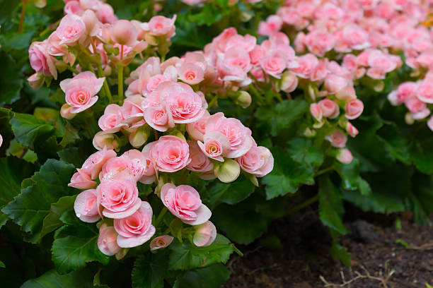 Pale Pink Begonia Flower Seeds for Planting – Heirloom Non-GMO High Germination Organic Seeds