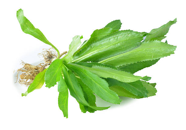 Green Vietnamese Culantro Plant Seeds – Heirloom, Non-GMO, High Germination Organic Garden Seeds for Cooking