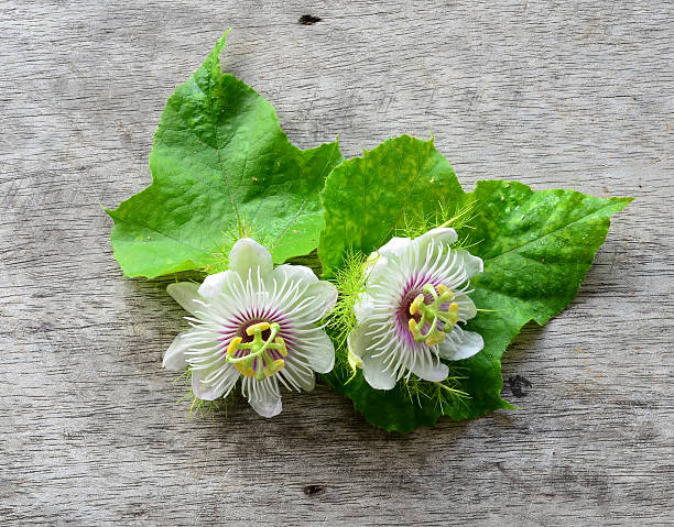 White Passiflora Aurantia Flower Seeds – Heirloom, Non-GMO, High Germination Seeds