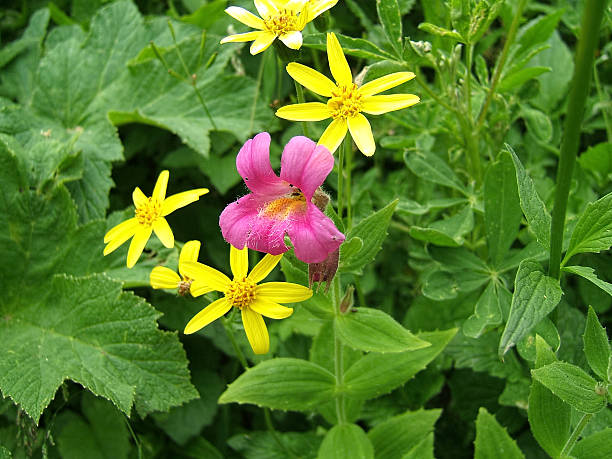 Mixed Erythronium Flower Seeds – Heirloom, Non-GMO, High Germination Seeds